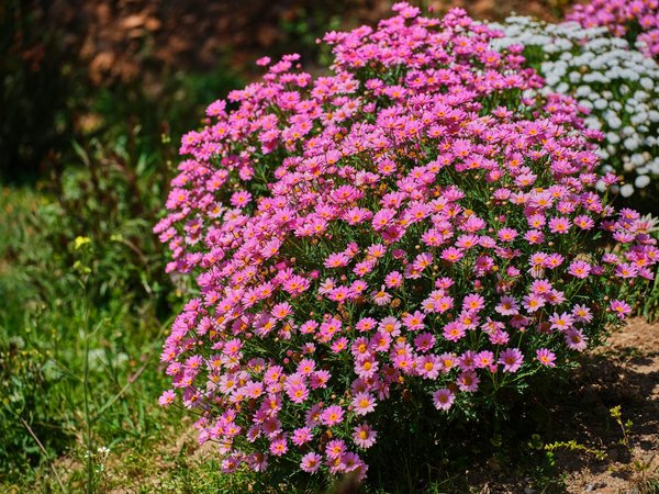 Top Drought-Resilient Plants Perfect for Your UK Garden
