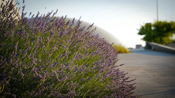 Revolutionize your uk garage: the ultimate diy guide to building your perfect home workshop